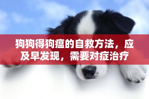 狗狗得狗瘟的自救方法，應及早發現，需要對癥治療
