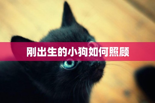 剛出生的小狗如何照顧