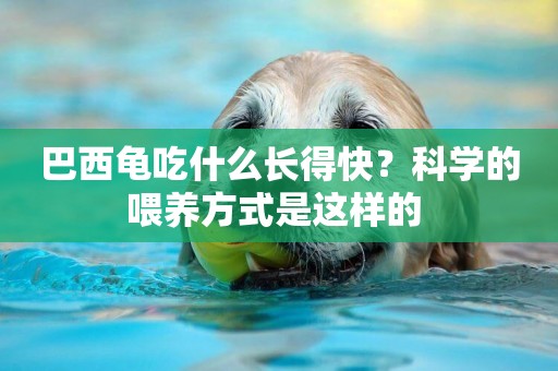巴西龜吃什么長得快？科學的喂養方式是這樣的 