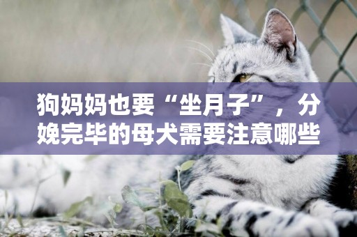 狗媽媽也要“坐月子”，分娩完畢的母犬需要注意哪些問題呢？
