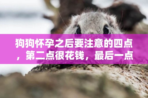 狗狗懷孕之后要注意的四點，第二點很花錢，最后一點總是被忽略！