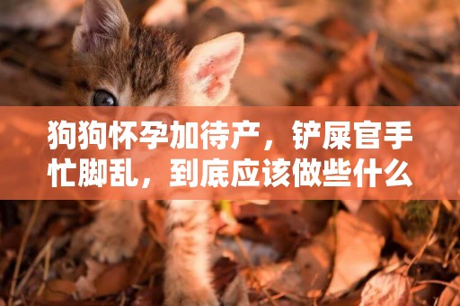 狗狗懷孕加待產，鏟屎官手忙腳亂，到底應該做些什么