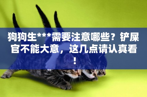 狗狗生***需要注意哪些？鏟屎官不能大意，這幾點請認真看！