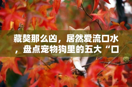 藏獒那么兇，居然愛流口水，盤點寵物狗里的五大“口水王”