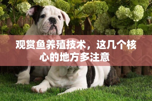 觀賞魚養殖技術，這幾個核心的地方多注意 