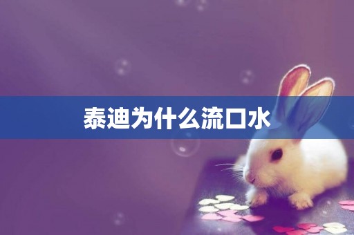 泰迪為什么流口水