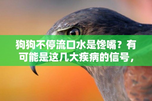 狗狗不停流口水是饞嘴？有可能是這幾大疾病的信號，主人可別忽略