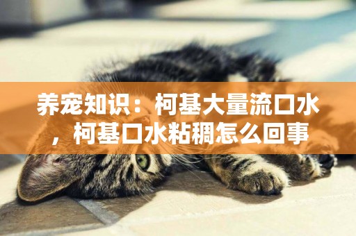 養寵知識：柯基大量流口水，柯基口水粘稠怎么回事
