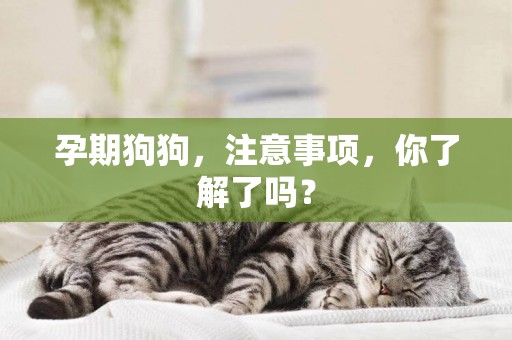 孕期狗狗，注意事項，你了解了嗎？