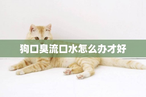 狗口臭流口水怎么辦才好