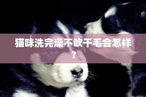貓咪洗完澡不吹干毛會怎樣？