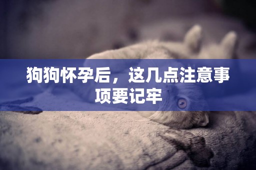 狗狗懷孕后，這幾點注意事項要記牢