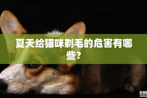 夏天給貓咪剃毛的危害有哪些？