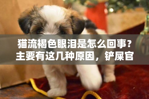 貓流褐色眼淚是怎么回事？主要有這幾種原因，鏟屎官可以這樣解決