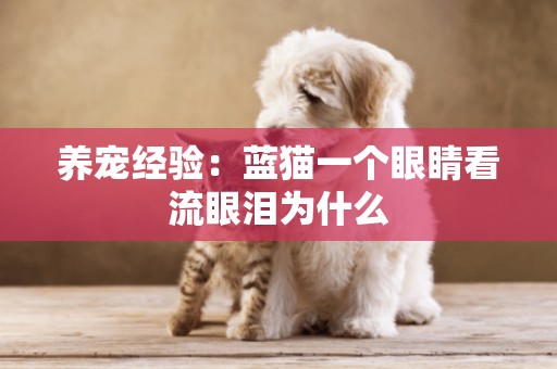 養寵經驗：藍貓一個眼睛看流眼淚為什么