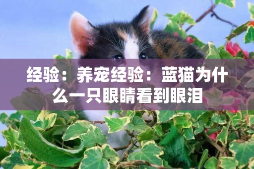 經驗：養寵經驗：藍貓為什么一只眼睛看到眼淚