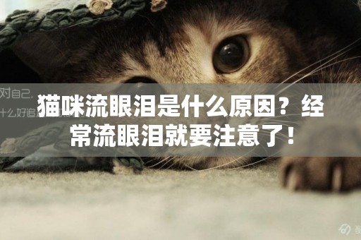 貓咪流眼淚是什么原因？經常流眼淚就要注意了！