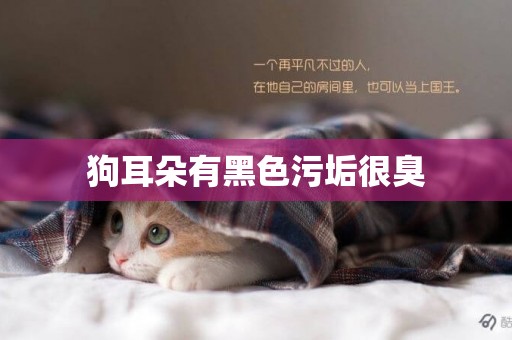 狗耳朵有黑色污垢很臭