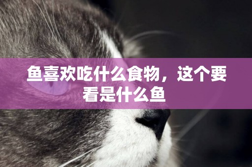 魚喜歡吃什么食物，這個要看是什么魚 