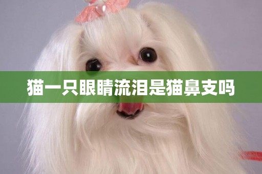 貓一只眼睛流淚是貓鼻支嗎