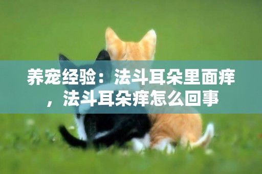 養寵經驗：法斗耳朵里面癢，法斗耳朵癢怎么回事
