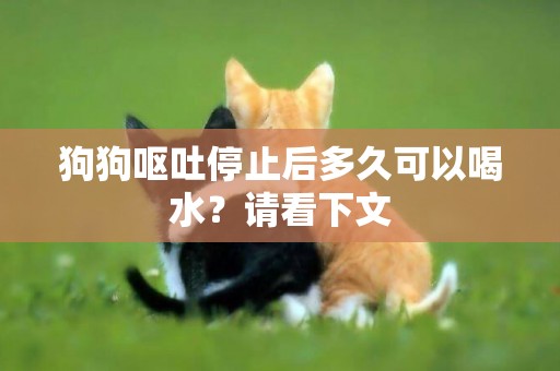 狗狗嘔吐停止后多久可以喝水？請看下文