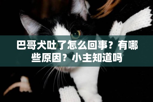 巴哥犬吐了怎么回事？有哪些原因？小主知道嗎