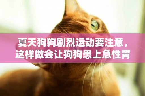 夏天狗狗劇烈運動要注意，這樣做會讓狗狗患上急性胃扭轉