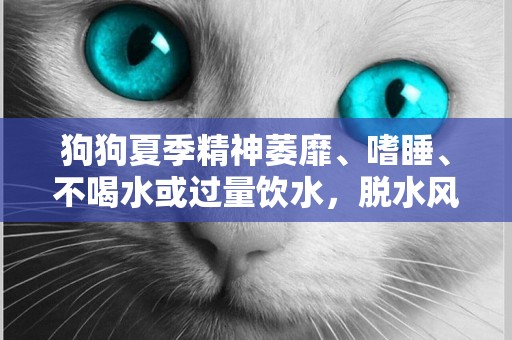 狗狗夏季精神萎靡、嗜睡、不喝水或過量飲水，脫水風險不容忽視