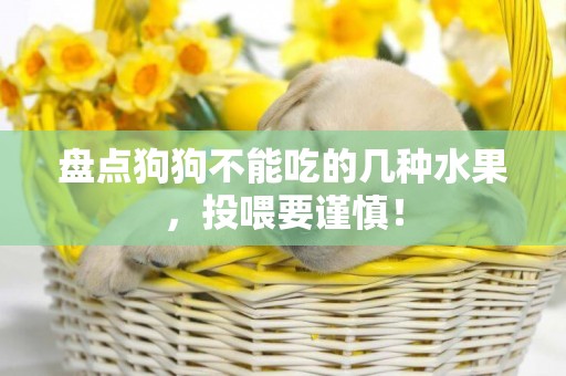 盤點狗狗不能吃的幾種水果，投喂要謹慎！