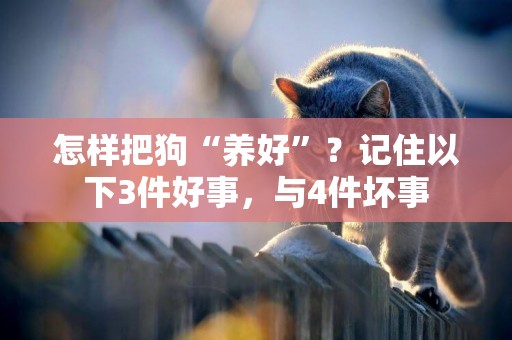怎樣把狗“養好”？記住以下3件好事，與4件壞事