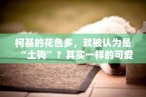 柯基的花色多，就被認為是“土狗”？其實一樣的可愛