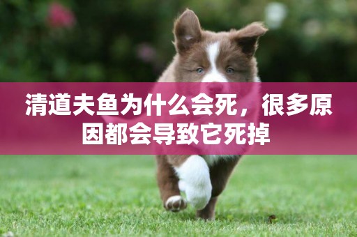 清道夫魚為什么會死，很多原因都會導致它死掉 