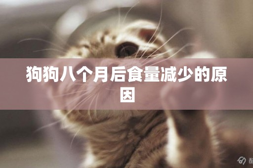 狗狗八個月后食量減少的原因