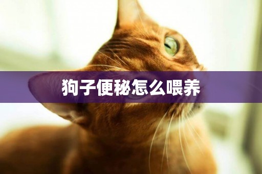 狗子便秘怎么喂養