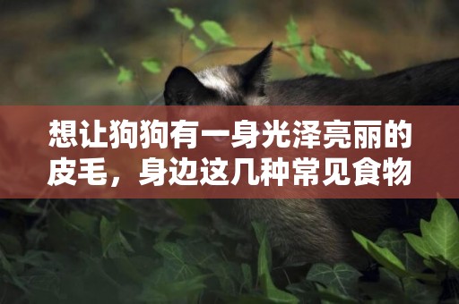 想讓狗狗有一身光澤亮麗的皮毛，身邊這幾種常見食物用起來