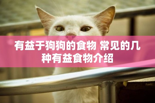 有益于狗狗的食物 常見的幾種有益食物介紹