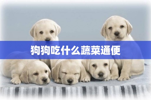 狗狗吃什么蔬菜通便