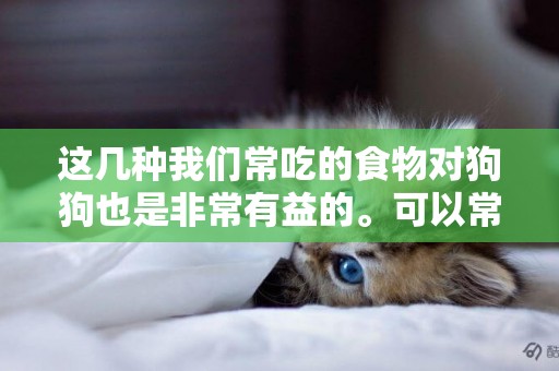 這幾種我們常吃的食物對狗狗也是非常有益的。可以常給狗狗吃一點