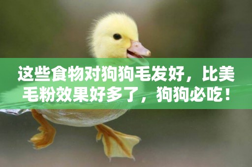 這些食物對狗狗毛發好，比美毛粉效果好多了，狗狗必吃！