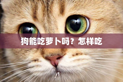狗能吃蘿卜嗎？怎樣吃