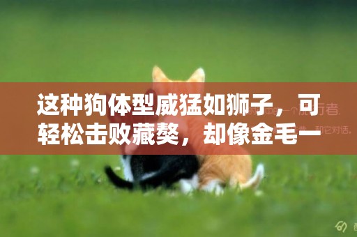 這種狗體型威猛如獅子，可輕松擊敗藏獒，卻像金毛一樣溫順