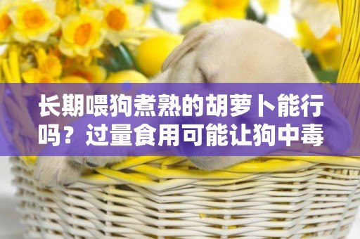 長期喂狗煮熟的胡蘿卜能行嗎？過量食用可能讓狗中毒