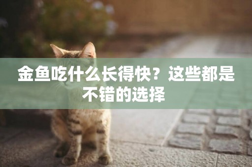 金魚吃什么長得快？這些都是不錯的選擇 