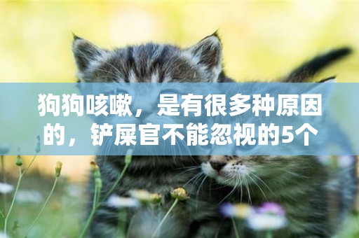 狗狗咳嗽，是有很多種原因的，鏟屎官不能忽視的5個要點