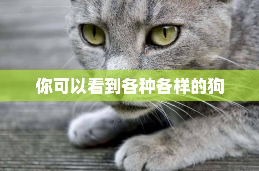 你可以看到各種各樣的狗
