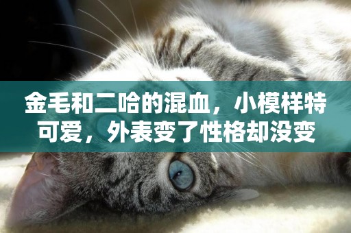 金毛和二哈的混血，小模樣特可愛，外表變了性格卻沒變