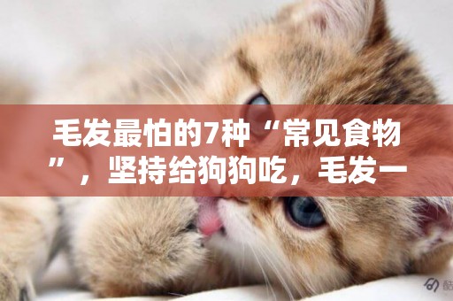 毛發最怕的7種“常見食物”，堅持給狗狗吃，毛發一天比一天好！