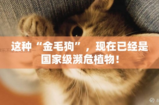 這種“金毛狗”，現在已經是國家級瀕危植物！
