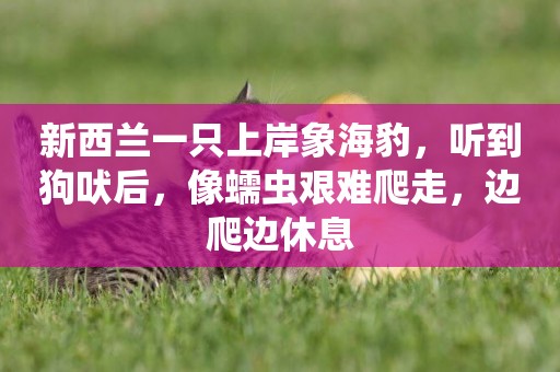 新西蘭一只上岸象海豹，聽到狗吠后，像蠕蟲艱難爬走，邊爬邊休息